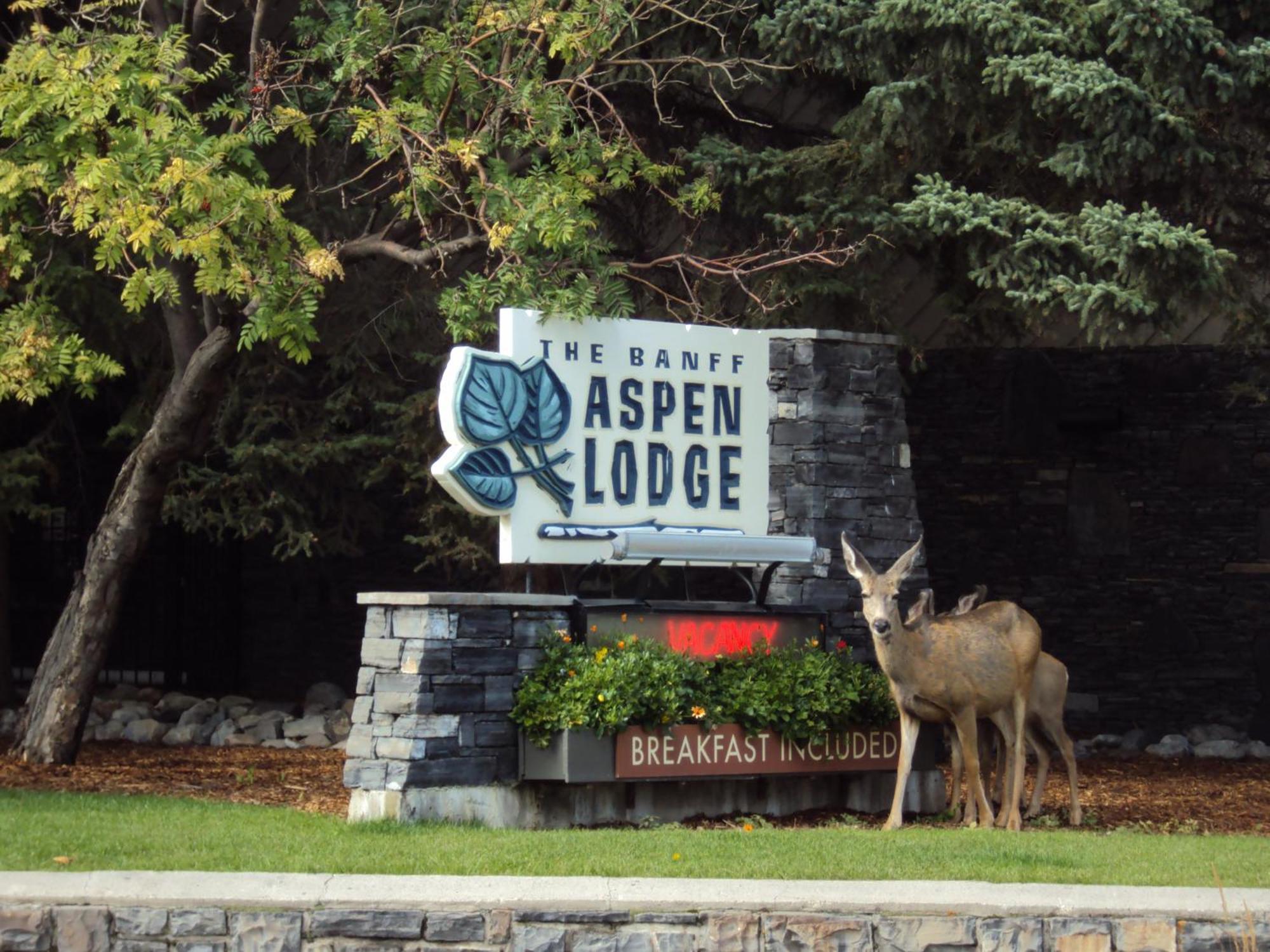Banff Aspen Lodge Esterno foto