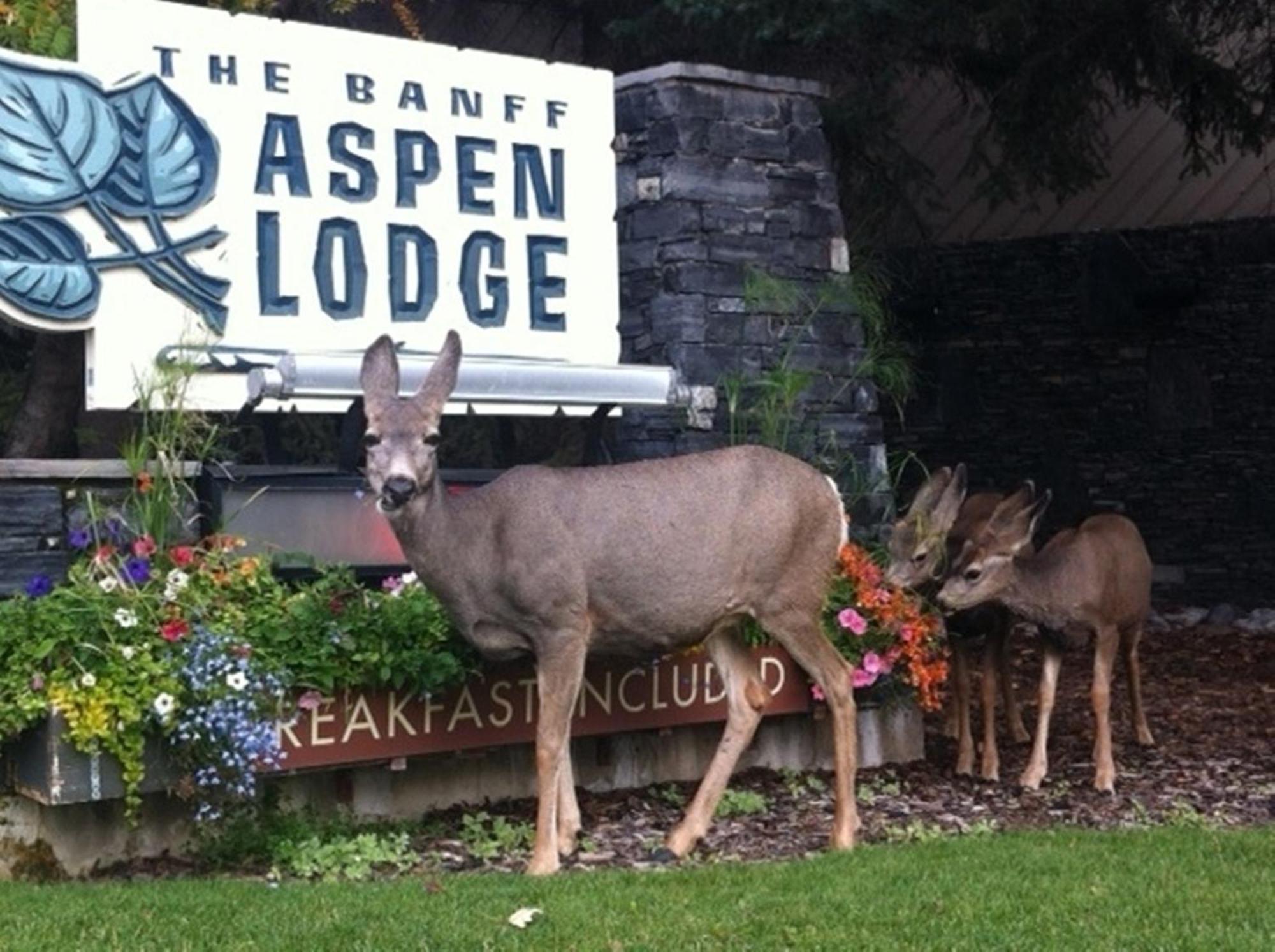 Banff Aspen Lodge Esterno foto